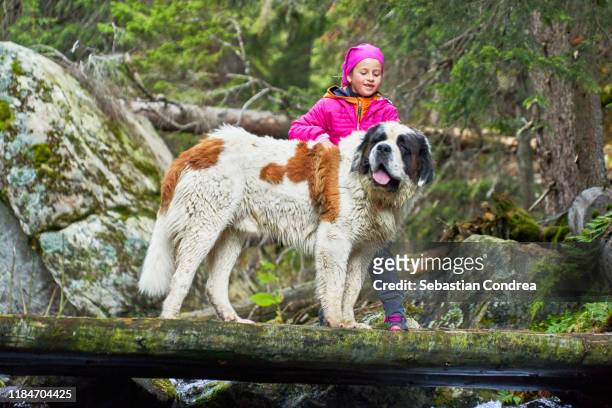 girl with saint bernard pets on the bridge in the parang mountains, carpathian mountain peak, romania, europe. - san bernardo fotografías e imágenes de stock