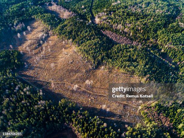 Trangular Forestation Stopping Deforestation Photos and Premium High Res Pictures - Getty Images