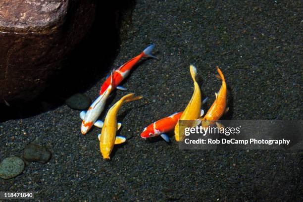 colorful koi fish - 5 fishes stock pictures, royalty-free photos & images