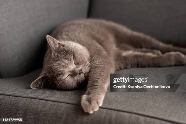 british shorthair cat lying on white table. copy-space - cat white background photos et images de collection