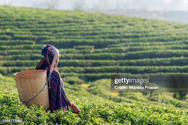 asia worker farmer women were picking tea leaves for traditions in the sunrise morning at tea plantation nature, thailand.  lifestyle concept - tea crop stock pictures, royalty-free photos & images