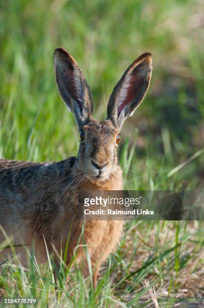european brown hare, lepus europaeus, portrait - tierohr stock-fotos und bilder