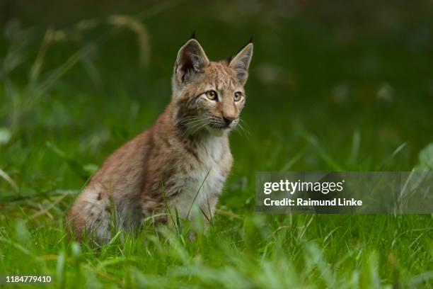 european lynx, lynx lynx, kitten - eurasian lynx stock pictures, royalty-free photos & images