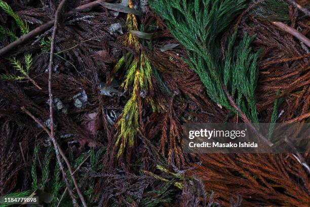 natural autumn texture- background of colourful fallen cedar leaves and twigs on the forest floor ,gyozan ohara kyoto,japan - forest floor ストックフォトと画像