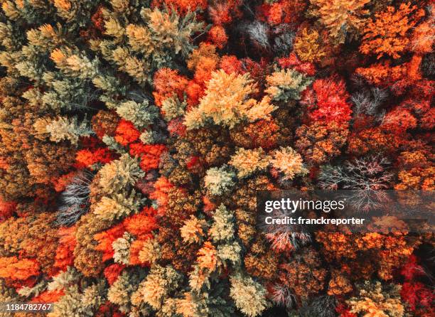 herfst bos luchtfoto weergave - vermont stockfoto's en -beelden