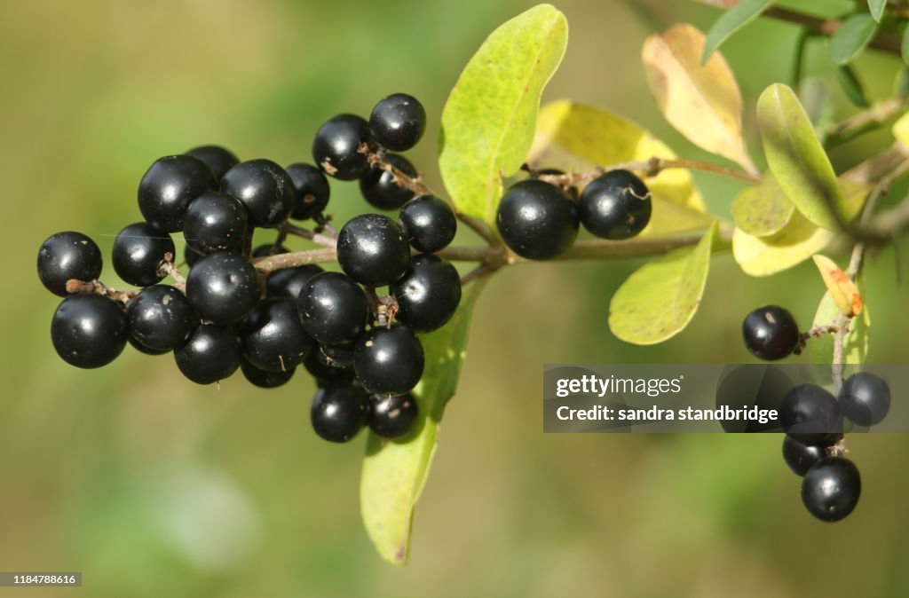 A branch of Privet berries, Ligustrum, growing on a bush in the countryside in the UK.