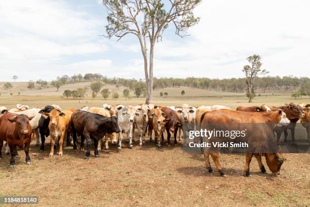 large herd of brahman beef cattle in a paddock, australia - australian pasture stock pictures, royalty-free photos & images