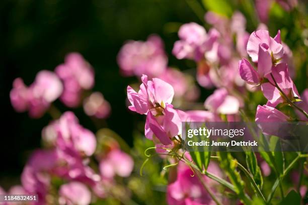 sweetpea flowers in a garden - sweet peas stock-fotos und bilder