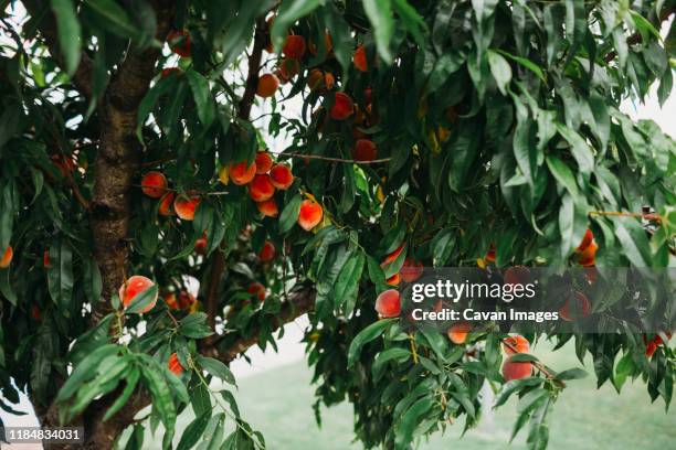 fresh peaches hanging on tree in front yard during summer - peach tree stock pictures, royalty-free photos & images