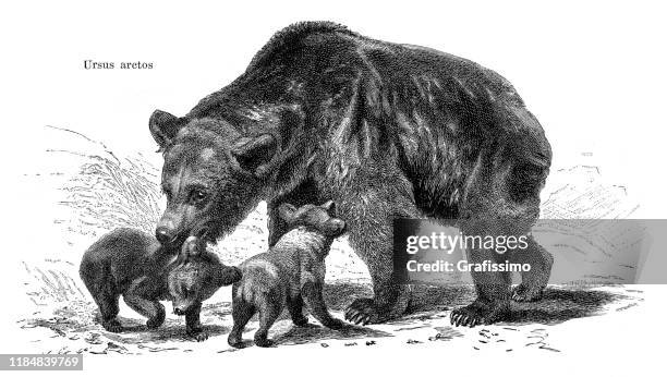 ilustrações, clipart, desenhos animados e ícones de matriz do urso de brown com ilustração 1896 dos filhotes - mama bear