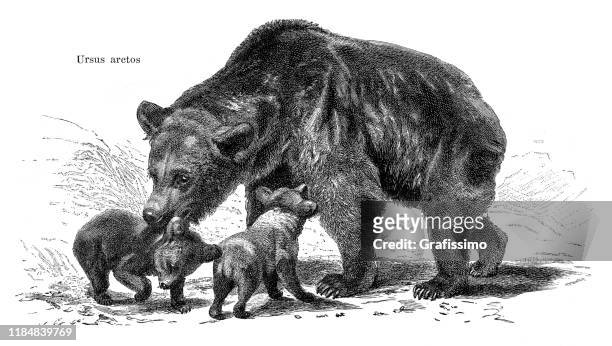 brown bear mother with cubs illustration 1896 - romania bear stock illustrations