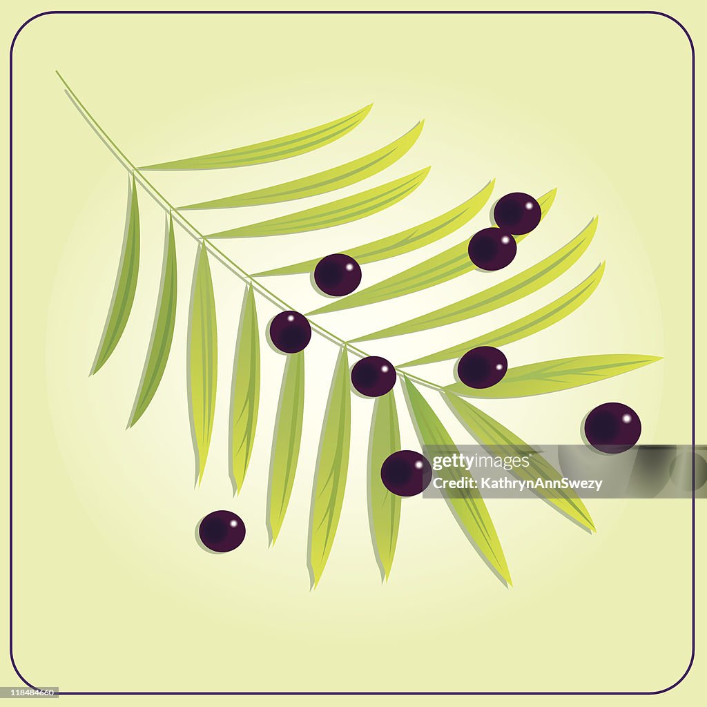 Acai Plant with Berries