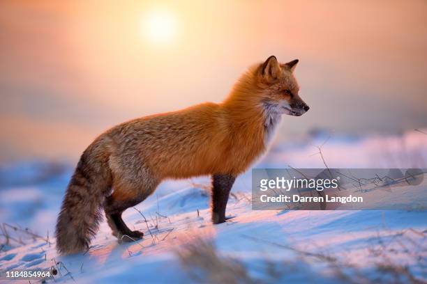 red fox in the morning sun - fauna silvestre fotografías e imágenes de stock