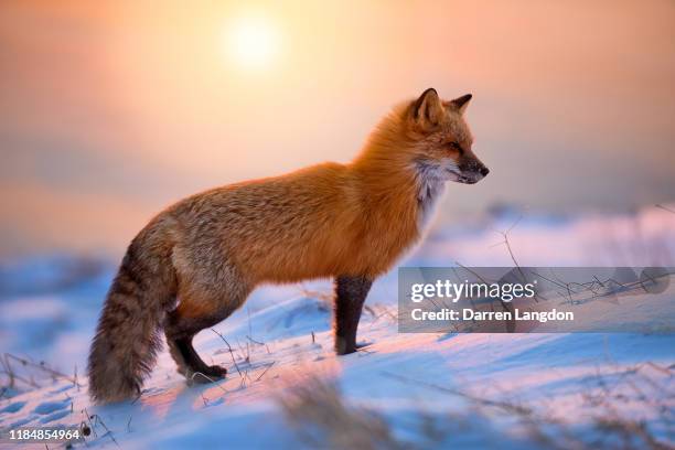 red fox in the morning sun - 狐狸 個照片及圖片檔