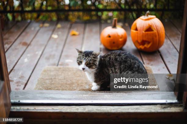 pompoenen decoratie op een veranda - halloween cats stockfoto's en -beelden