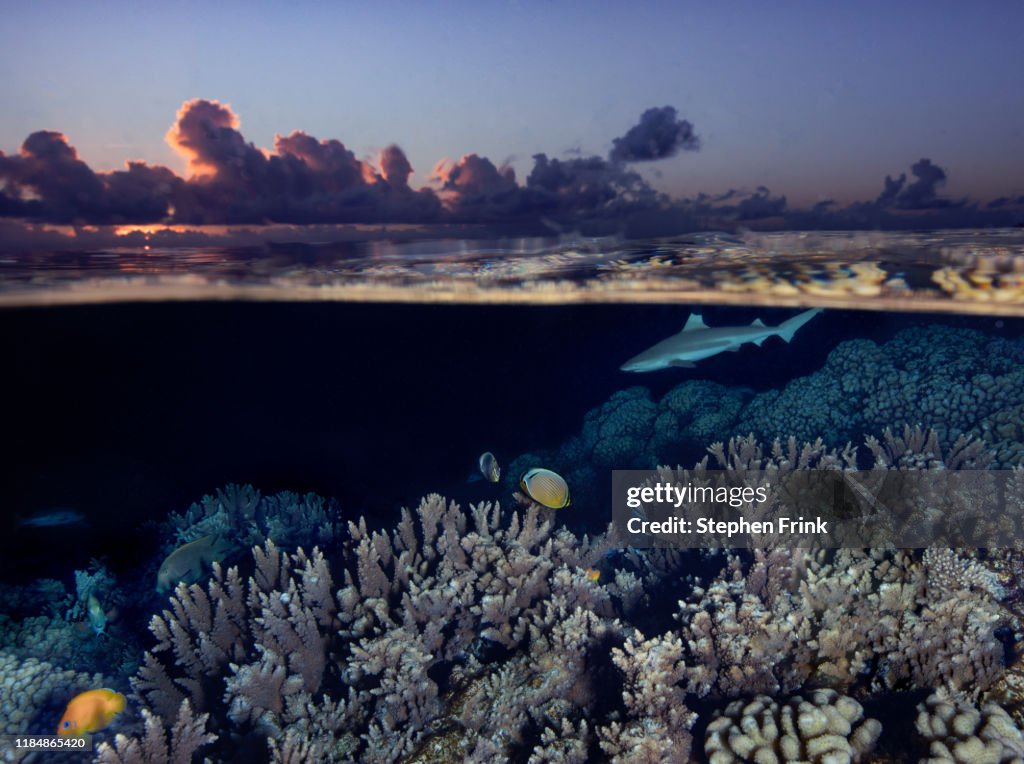 Over/under , South Pass, Fakarava atoll.