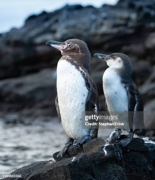 a pair of penguins - galapagos penguin fotografías e imágenes de stock