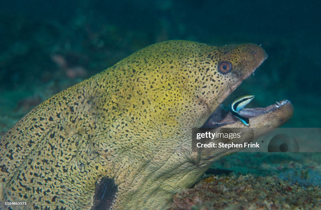 Cleaning behavior wrasse and moray eel.