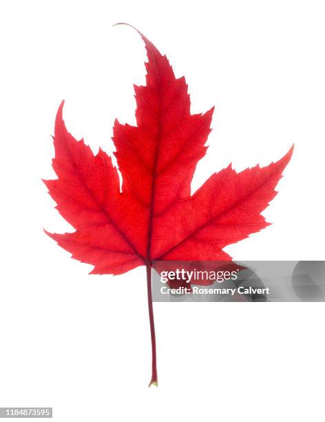 autumnal red maple leaf in white. - accero rosso foto e immagini stock