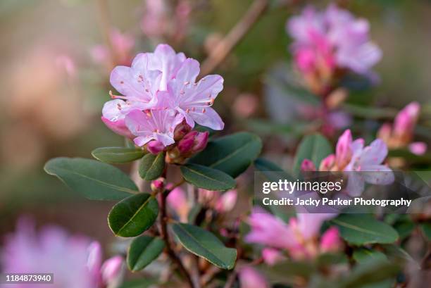 close-up image of the beautiful spring flowering azalea rhododendron pink flower - rhododendron stock-fotos und bilder