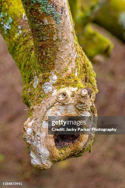 close-up image of a tree trunk with outgrowth burl and hole in the wood - 形成層 ストックフォトと画像