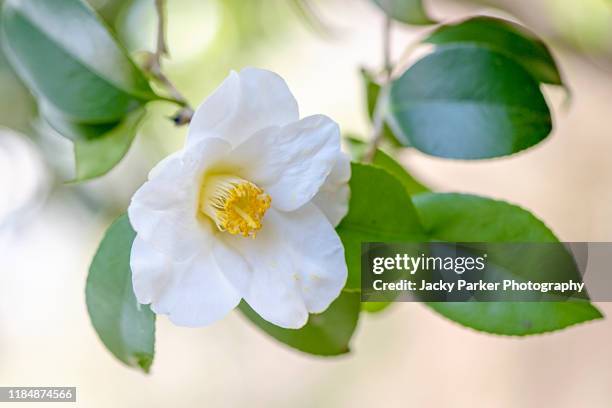 close-up image of the beautiful spring flowering camellia shrub white flower - camellia stock pictures, royalty-free photos & images