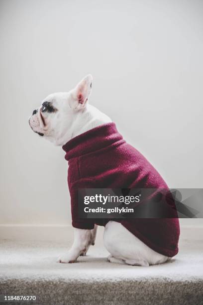 seitenansicht einer französischen bulldogge, die einen rollkragen-fleece-jumper trägt - bulldogge stock-fotos und bilder