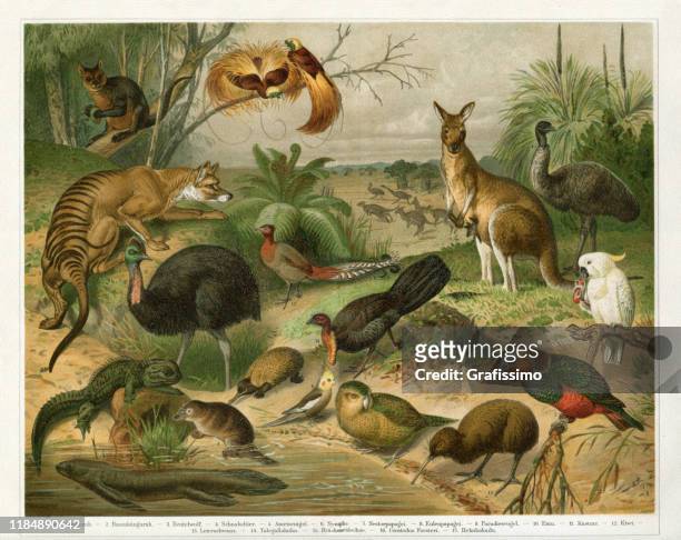 stockillustraties, clipart, cartoons en iconen met dieren in australië tasmanië en nieuw-zeeland 1896 - australia new zealand