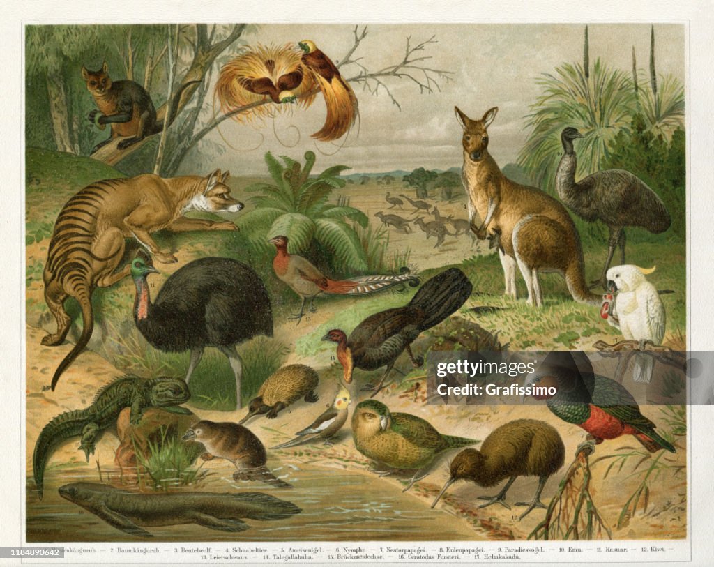 Animals in Australia Tasmania and New Zealand 1896
