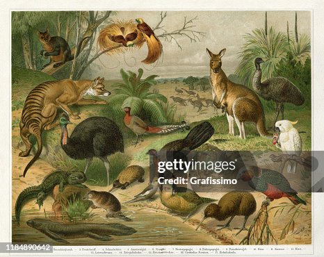 Animals in Australia Tasmania and New Zealand 1896 Animals in Australia Tasmania and New Zealand 1896