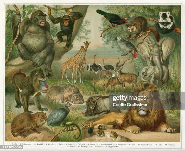 tiere in äthiopien illustration afrika 1896 - animals in the wild stock-grafiken, -clipart, -cartoons und -symbole