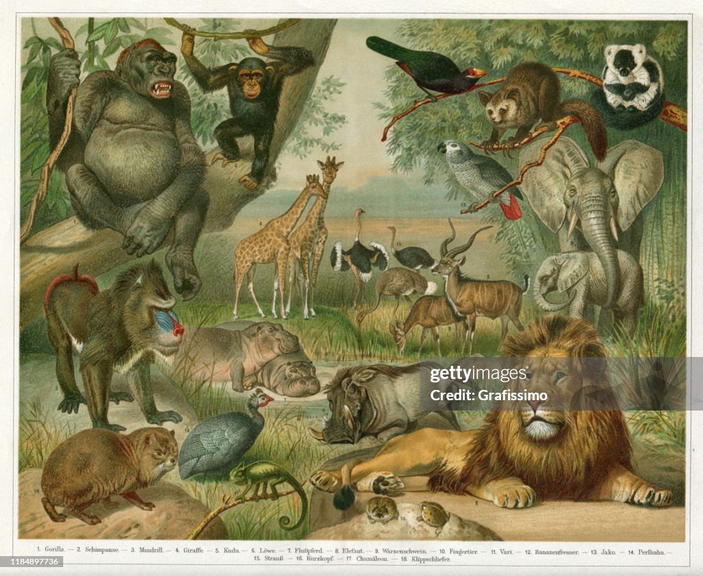 Animais em Etiópia ilustram África 1896