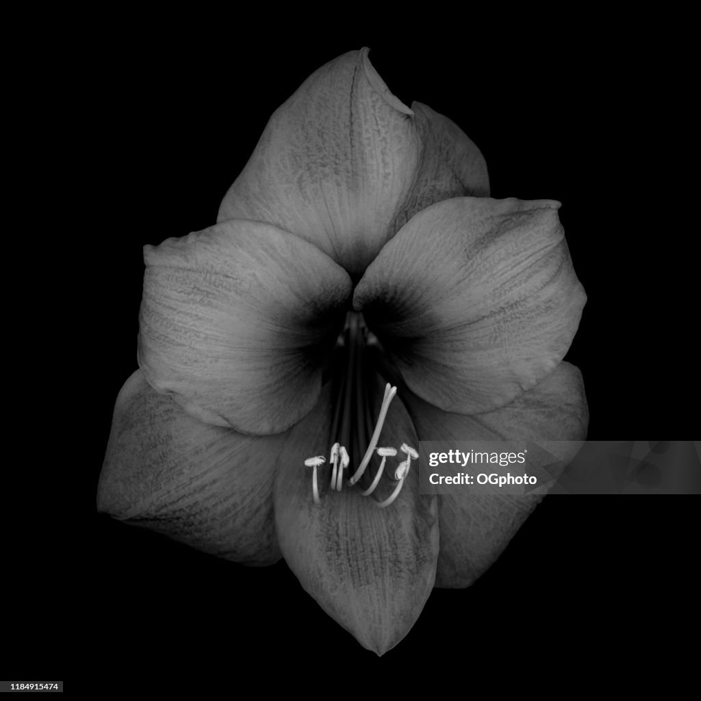 Amaryllis monocromo aislado en negro