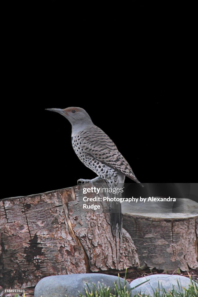 Northern flicker.