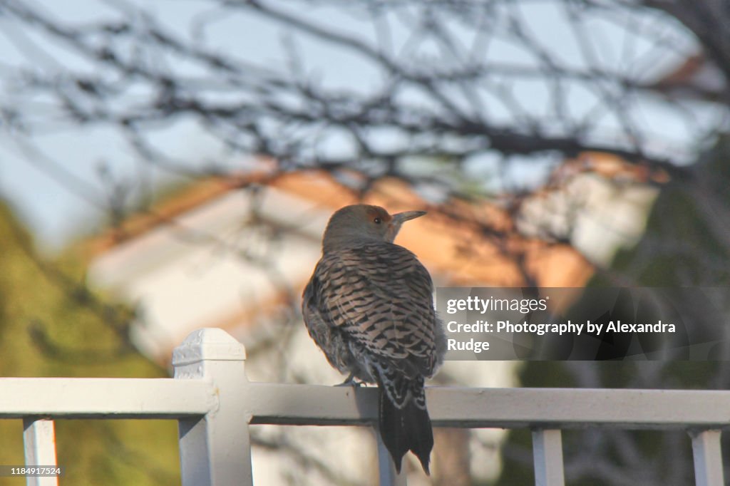 Northern flicker.