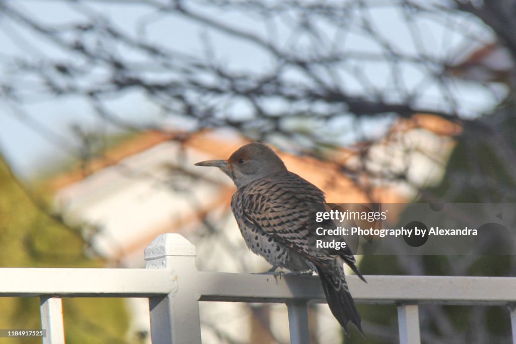 Northern flicker.