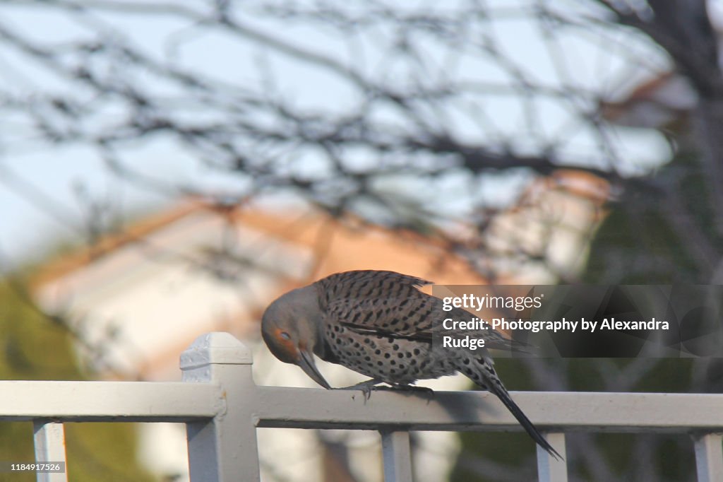 Northern flicker.