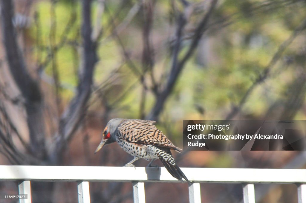Northern flicker.
