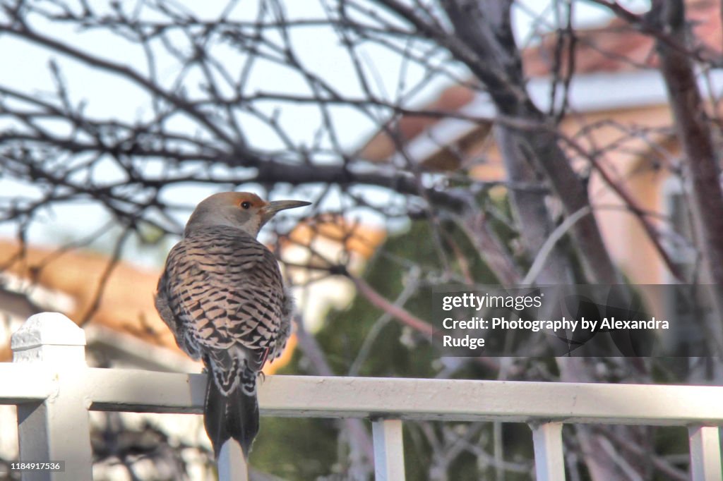 Northern flicker.