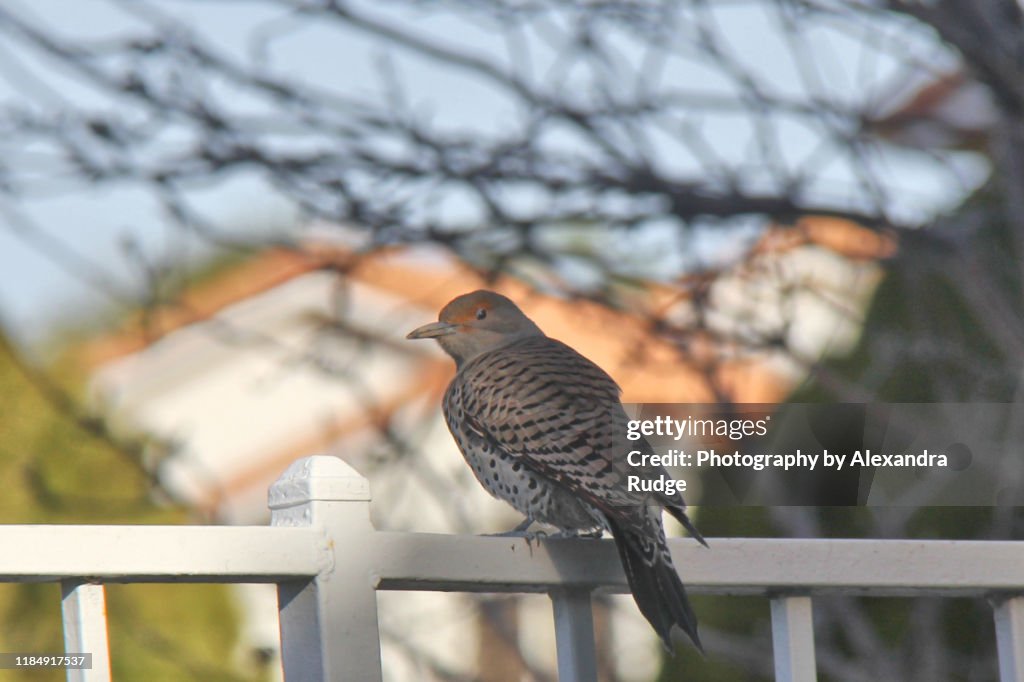 Northern flicker.