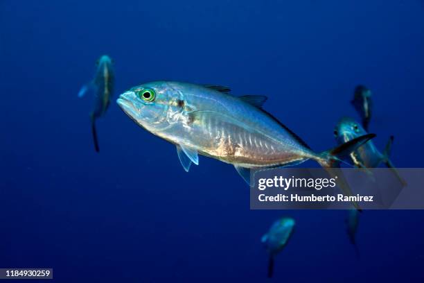 blue runners. - blue runner fish stock pictures, royalty-free photos & images