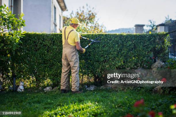 gardener trimming hedge in garden - prunes stock pictures, royalty-free photos & images