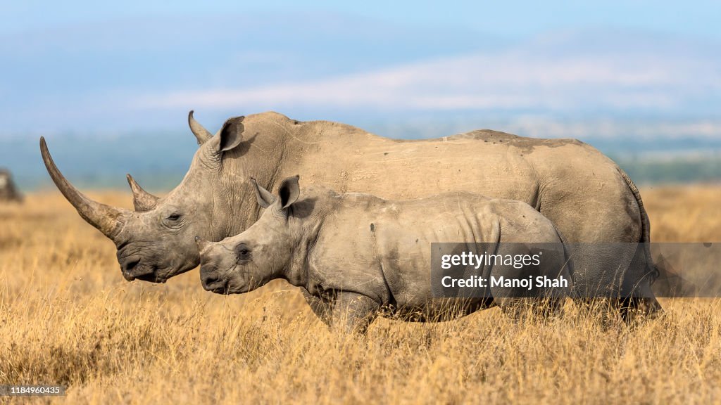 White rhino with baby