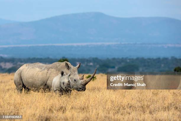 white rhino with baby in laikipia savanna, kenya - laikipia ストックフォトと画像