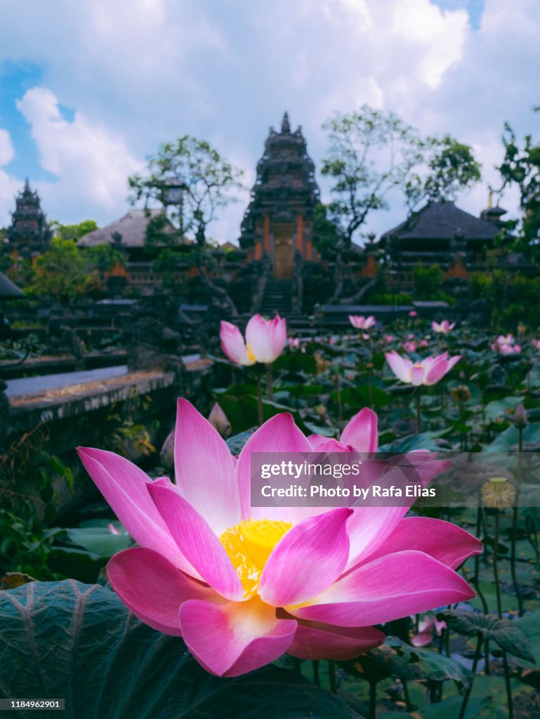 Lotus flowers in Asian temple