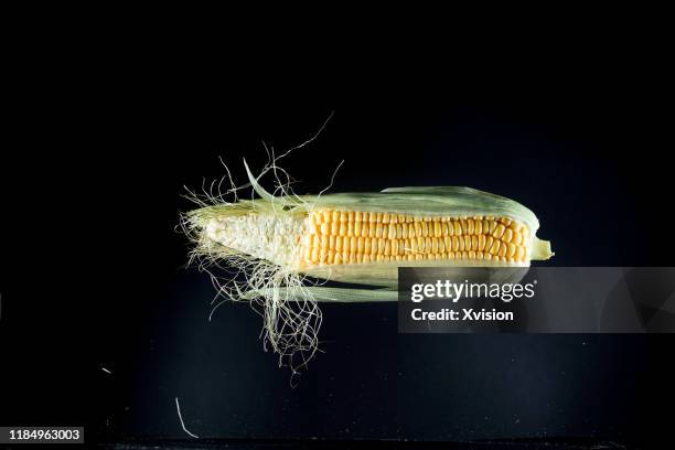 corn cob flying in mid air captured with high speed sync. - husk stock-fotos und bilder