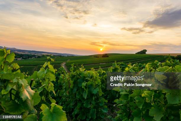 champagne vineyards at the hunter valley wine region - hunter valley stock pictures, royalty-free photos & images