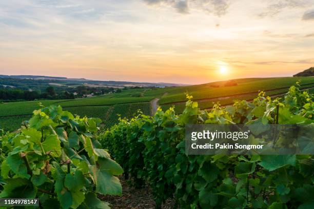champagne vineyards at the hunter valley wine region - vineyard new south wales stock pictures, royalty-free photos & images