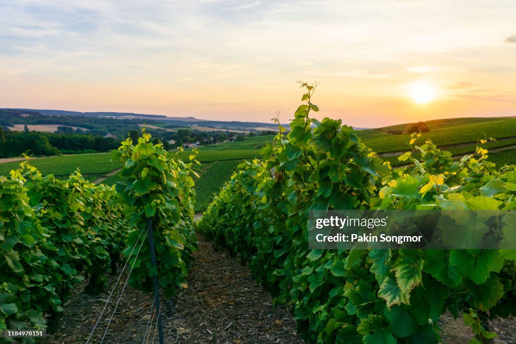 Champagne vineyards at the Hunter Valley Wine Region