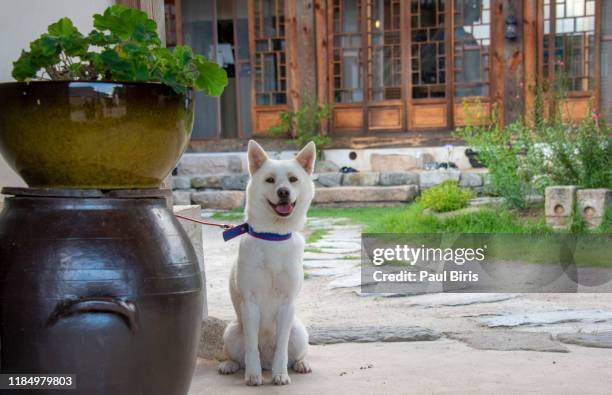 Jindok 1,932 Korean Jindo Stock Photos, High-Res Pictures, and Images - Getty ...